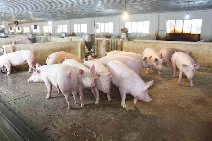 Today's live pig prices increased slightly in some provinces and cities. Photo: Dabaco