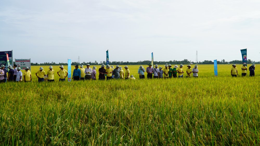 Go Quaoコミューンにおける高品質の米と低い排出量の栽培モデルは、1年以上の試験運用後、高い経済効果を示しています。写真:スアン・ニー