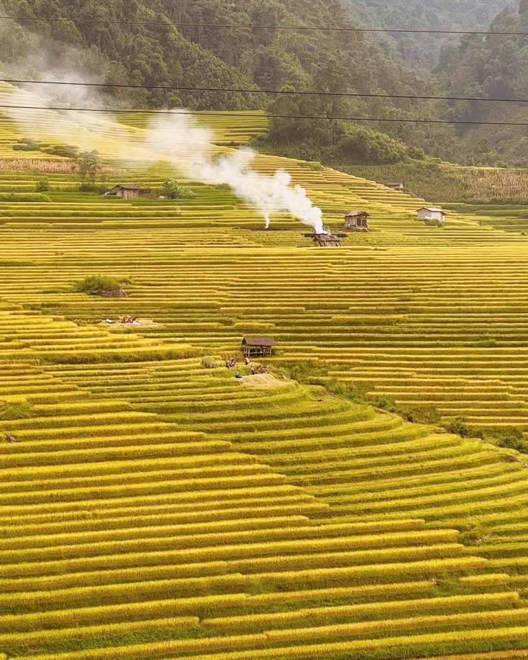 Tu cuoi thang 7, trong khi cac noi khac o Sa Pa lua con xanh hoac moi len bong thi nhung thua ruong bac thang o Nam Cang da nhuom vang va thom huong lua chin. Nguoi dan da ruc rich thu hoach vao moi sang som.