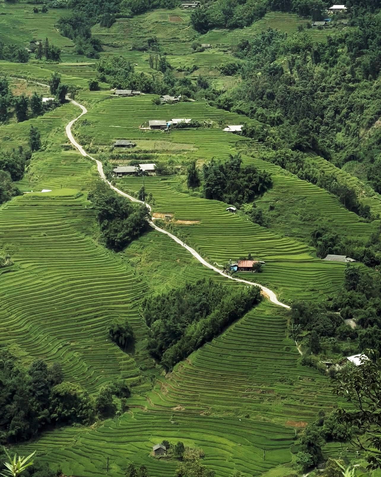 Nguoi dan ban Y Linh Ho gieo ma muon hon nen lua moi tro la xanh vao dau thang 8. Nhung thua ruong bac thang om theo suon nui cao vut tung tang, xen giua nhung nep nha dong bao tao nen buc tranh thien nhien dep hut hon.