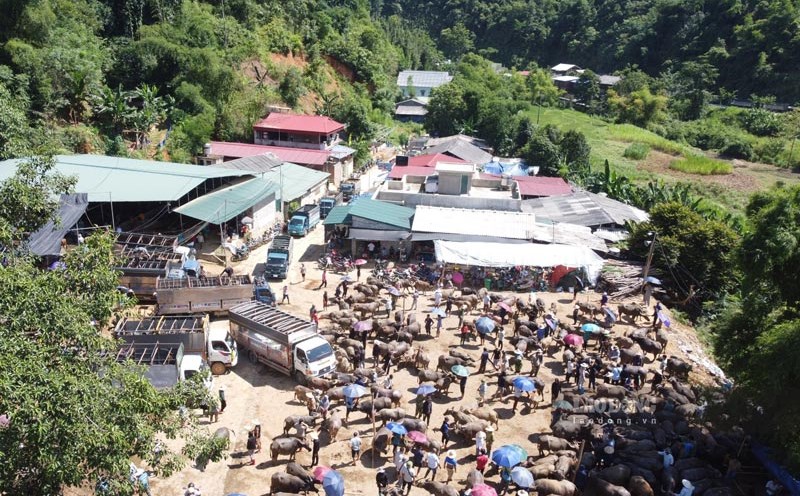 Pork trading activities at livestock markets in Cao Bang have been proposed to be temporarily suspended. Photo: Tan Van