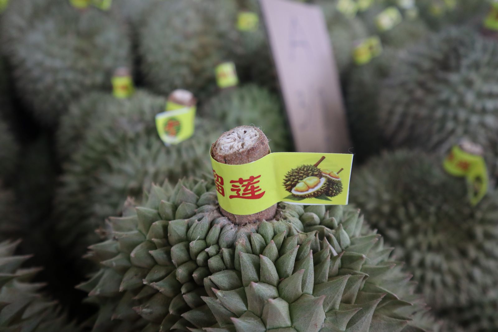 Sau rieng duoc lay mau kiem tra truoc khi xuat khau. Anh: Thanh Quynh