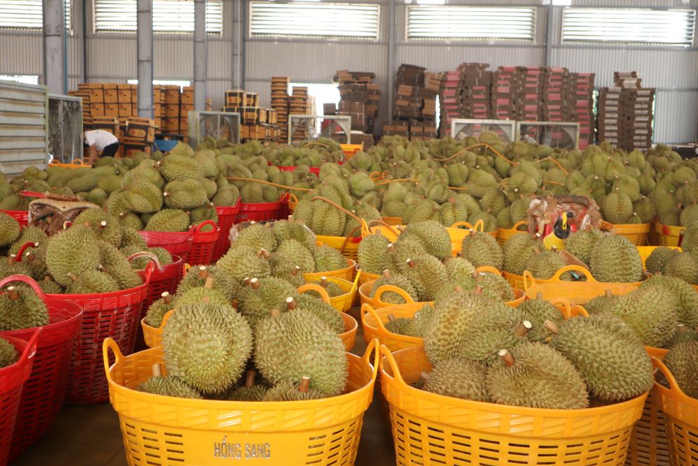 Dak Lak is entering its durian harvest season. Photo: Thanh Quynh