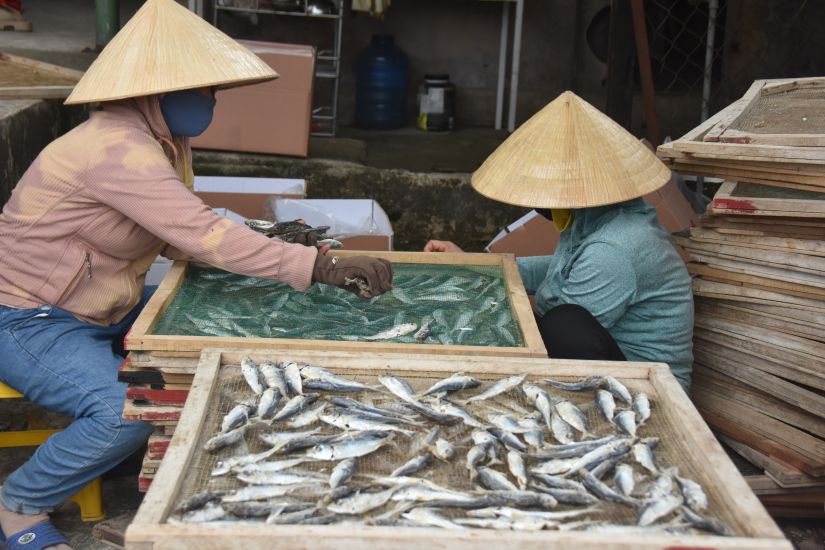 蒸した人は、クアン・トリ州のクア・ベト・ウォーターズで沈む魚を乾燥させます。写真：ぶら下がっています