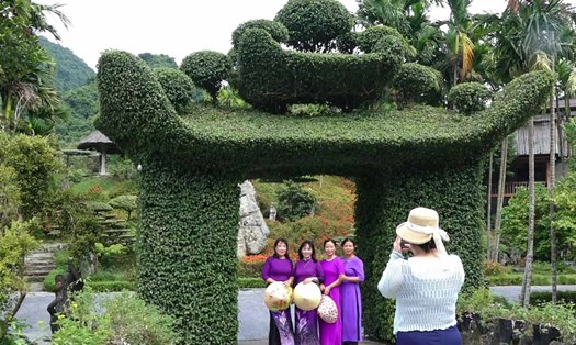 20 năm tạo tác 8 cây sanh thành hình cổng chùa ở Ninh Bình. Ảnh: Hà Vi