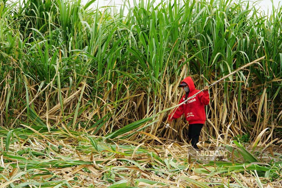 Gia Lai people harvest sugarcane. Photo: Thanh Tuan