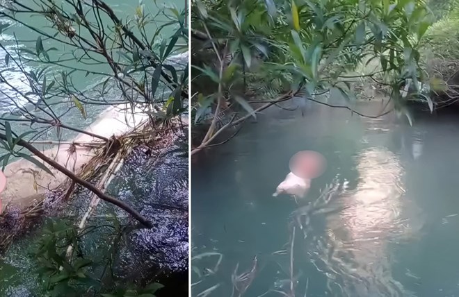 Cao Bang省の56のコミューン、区すべてでアフリカ豚の流行が記録されています。写真:Hoa The