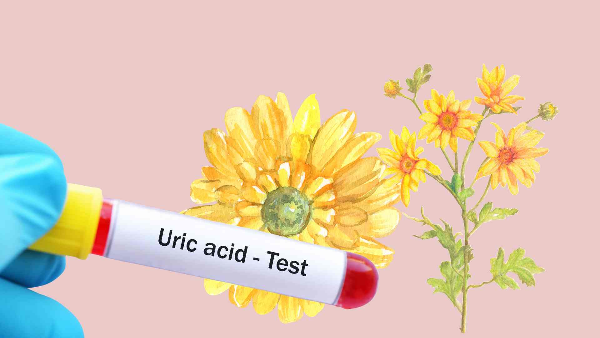 Wild chamomile helps control uric acid effectively. Graphic photo: Thai Anh