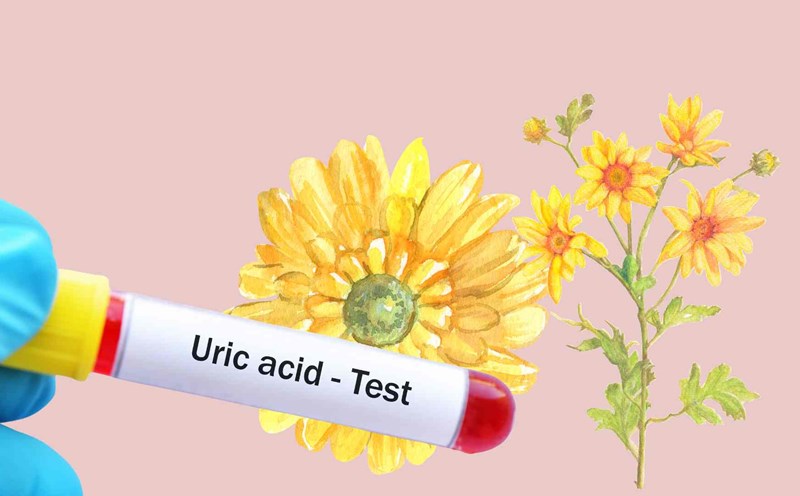 Wild chamomile helps control uric acid effectively. Graphic photo: Thai Anh