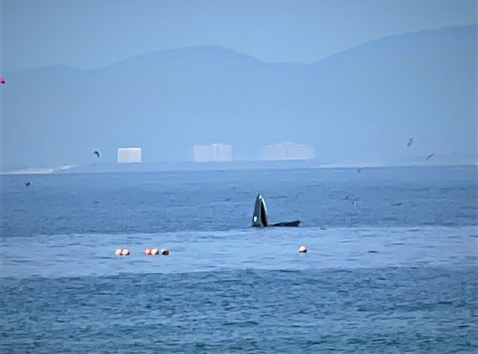 8月7日朝、ニャチャン湾管理委員会の職員が記録したハンムンに現れた魚の画像。写真:ヴァン・フー