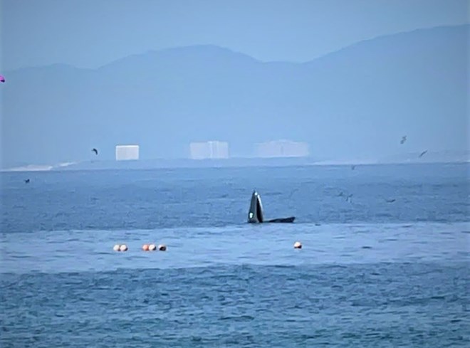 Image de l'elephant apparaissant a Hon Mun enregistree par le personnel du comite de gestion de la baie de Nha Trang le matin du 7 août. Photo : Van Phu