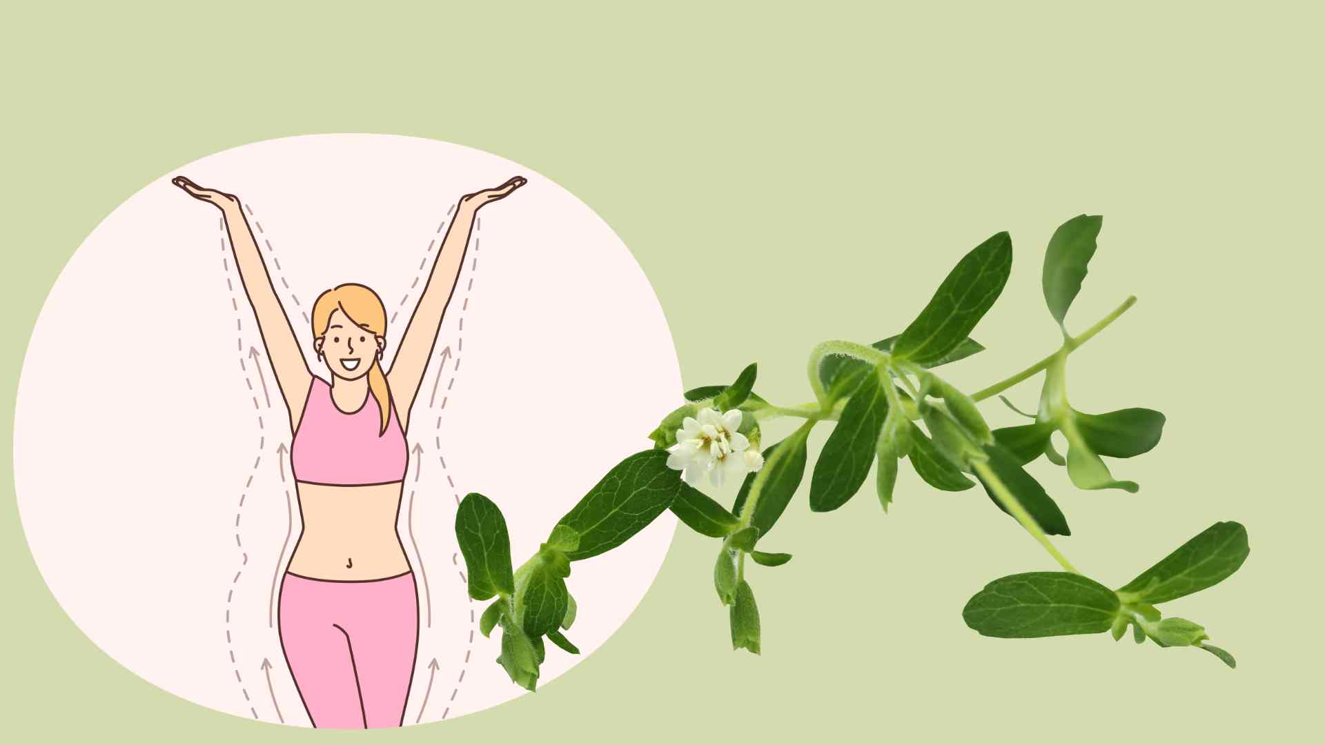 Stevia is known as a herb that helps lose weight. Graphic photo: Hoang Loc