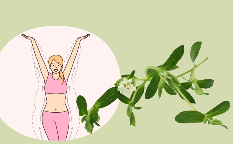 Stevia is known as a herb that helps lose weight. Graphic photo: Hoang Loc