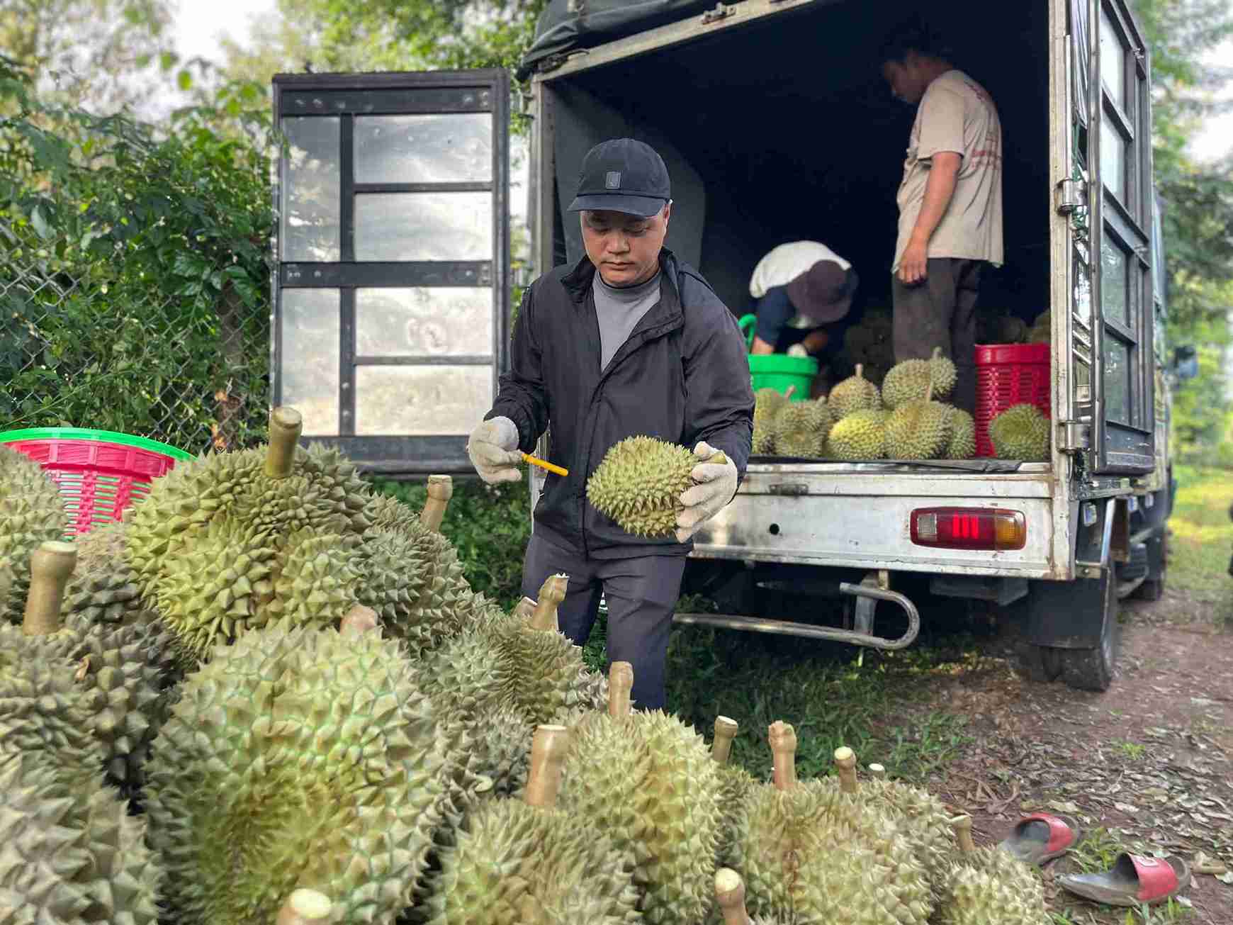 Nong nghiep van la mot trong nhung linh vuc mui nhon o tinh Dak Lak. Anh: Bao Trung