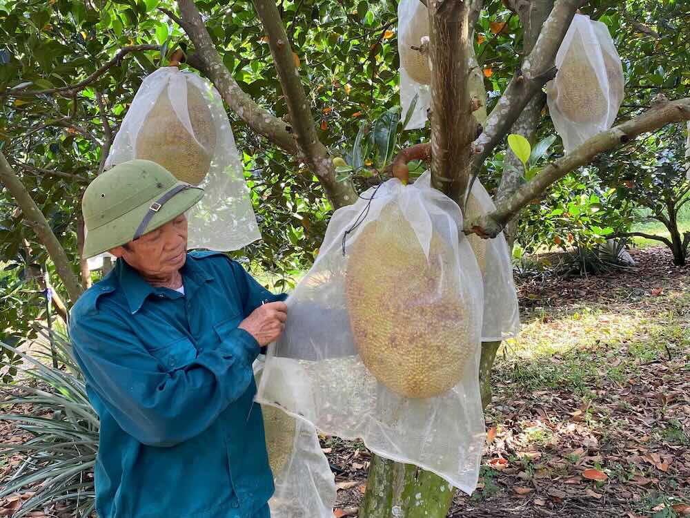 Red-fleshed tarpaulins are fruit-laden, farmers in Quang Tri expect a bumper crop. Photo: Ngo Hien