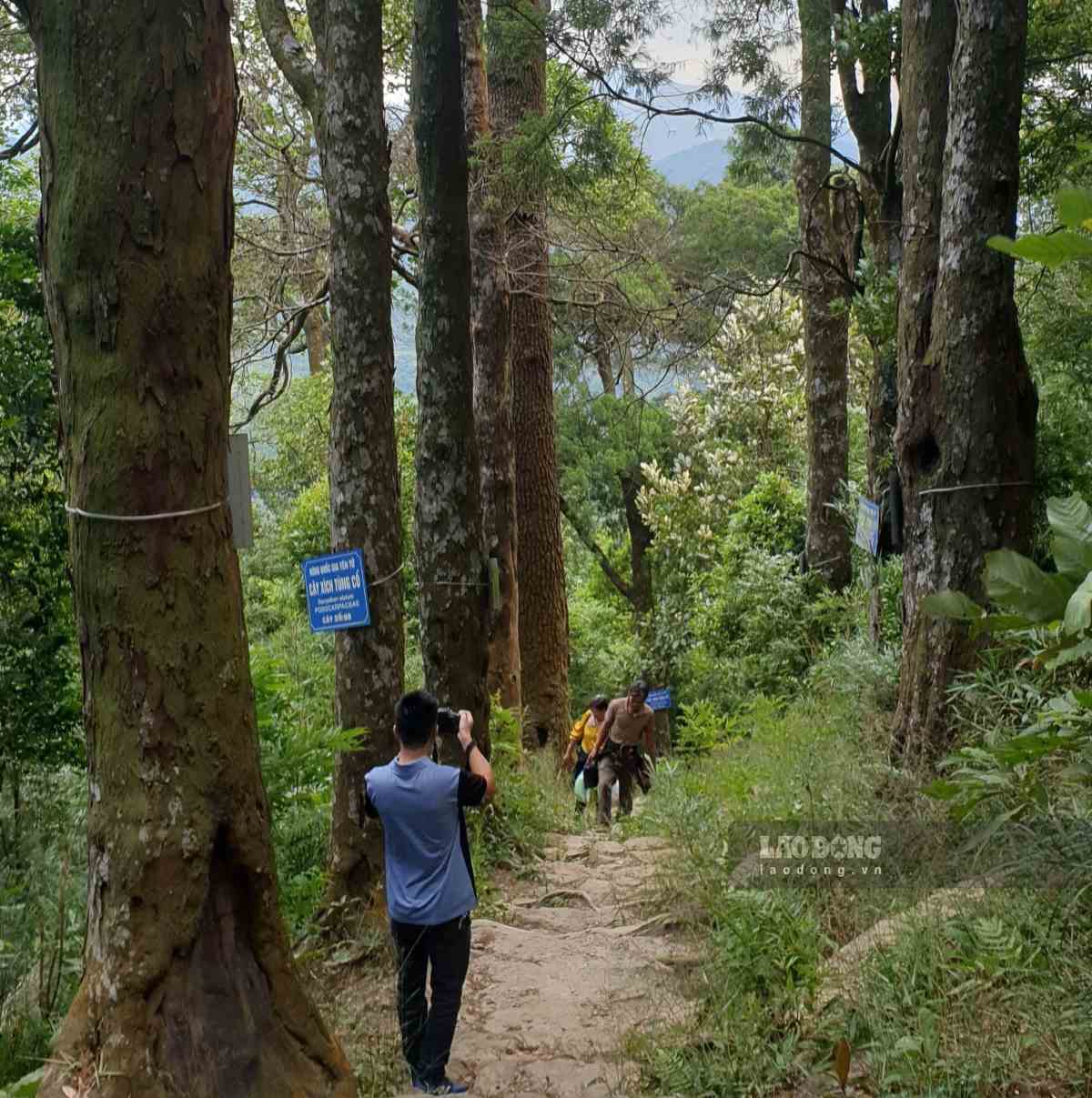 Duong cay Xich Tung co tren Yen Tu. Anh: Nguyen Hung