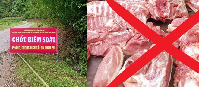 Cao Bằng nỗ lực kiểm soát dịch tả lợn châu Phi