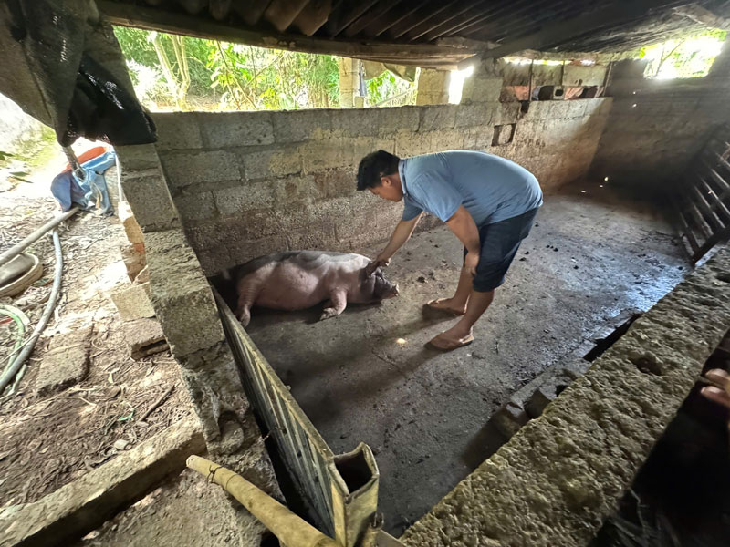 Dich ta lon chau Phi da gay ra thiet hai lon cho dan vat nuoi tinh Cao Bang. Anh: Tan Van