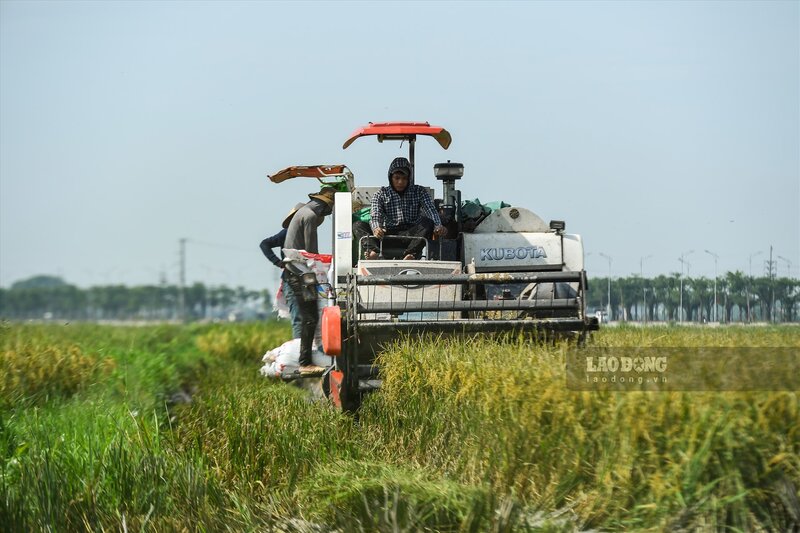 콤바인 임대가 쌀 재배 농부의 면세 권리를 잃게 할까요? 사진: 뚱 지앙.