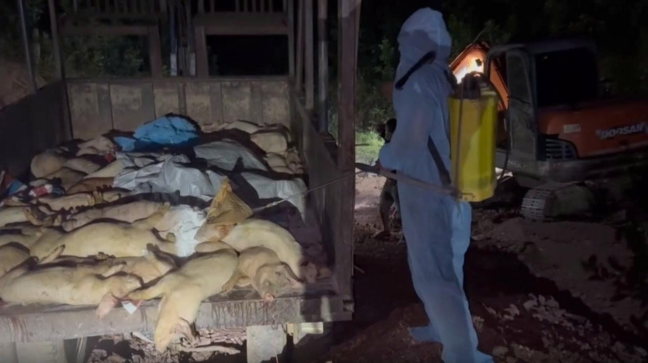 機能部隊がアフリカの豚の流行に見舞われた豚の群れを破壊。写真:Anh Minh