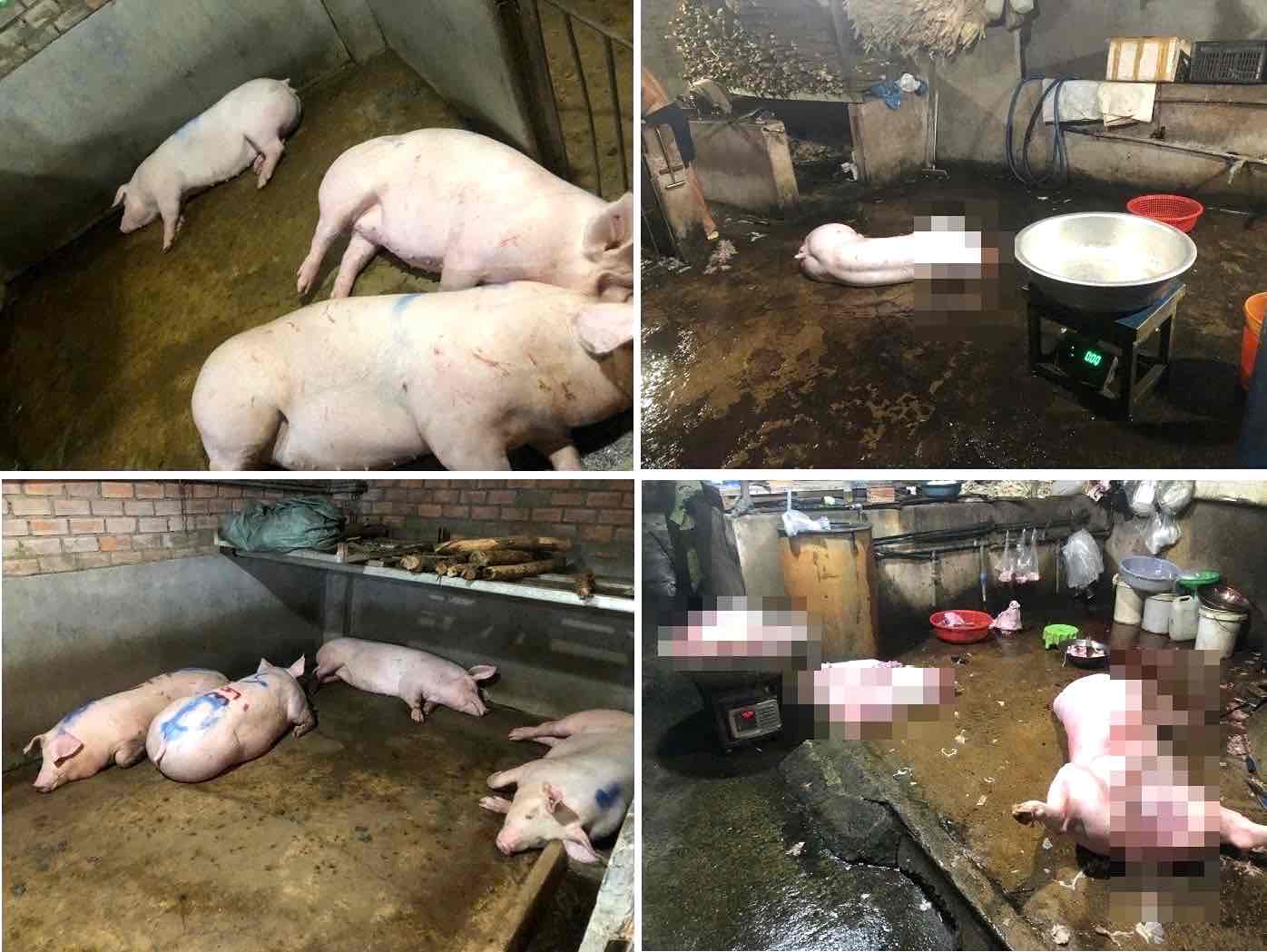 許可のない豚の屠殺場が小川に直接排水を放流。写真:Dong Nai省警察