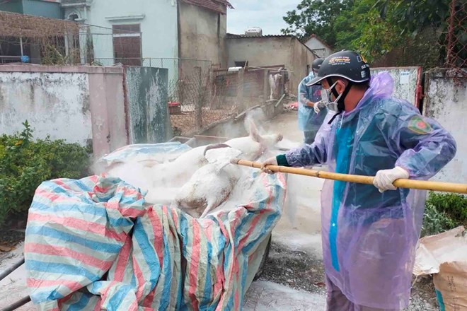 La epidemia de cerdos africanos es compleja en la foto la gente de Ha Tinh lleva los cerdos muertos para destruirlos. Foto: Tran Tuan.