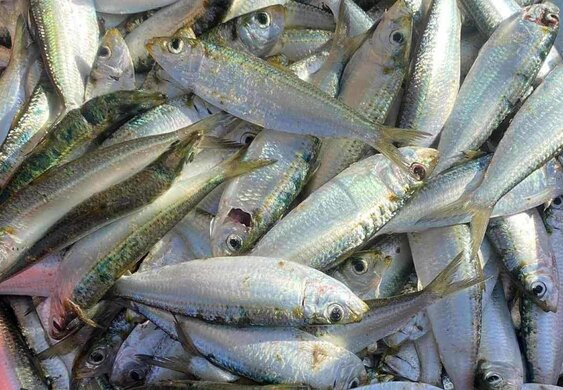 This is a natural and effective fish source of omega-3. Photo: Ha Anh