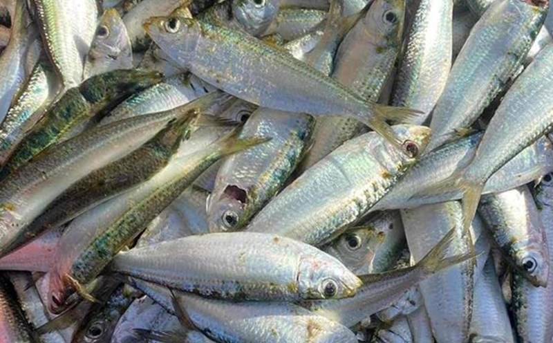 This is a natural and effective fish source of omega-3. Photo: Ha Anh