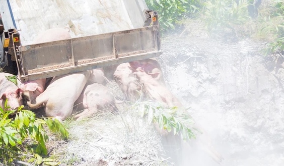 関係当局は、アフリカの豚疫病に感染した17頭の豚を処分しました.