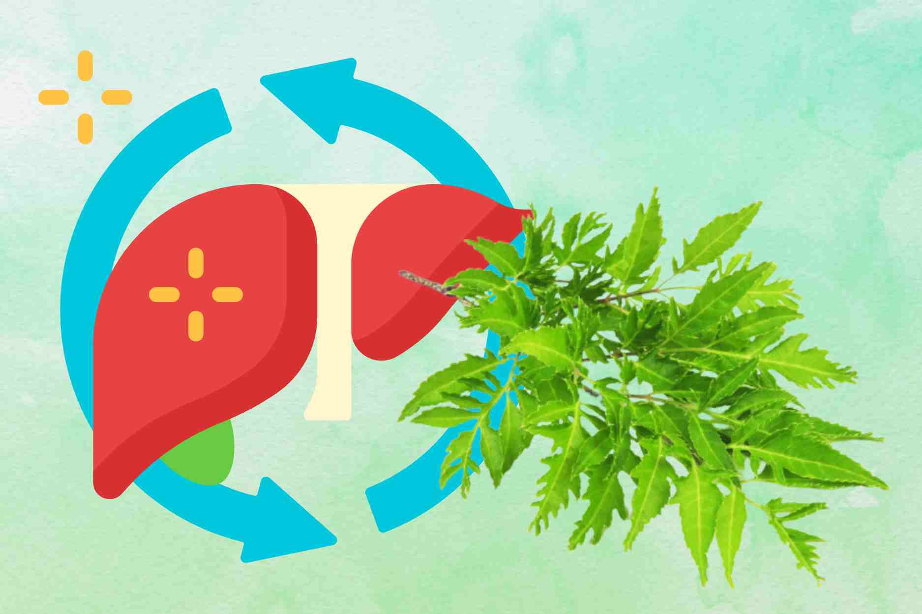 Eliminate liver toxins thanks to familiar leaves in the garden