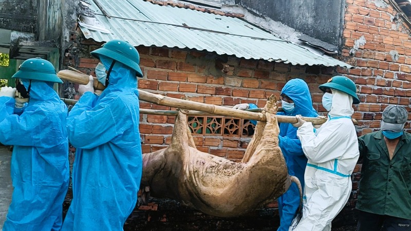 ダナンには、アフリカのブタコレラによって破壊された14,300以上の豚がいます。写真：Truong an