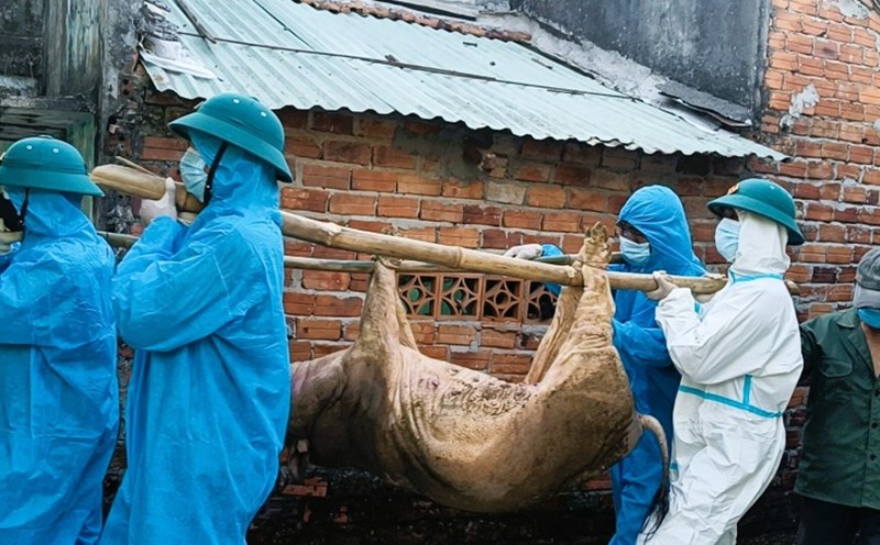 Da Nang has more than 14,300 pigs destroyed by African swine fever. Photo: Truong An