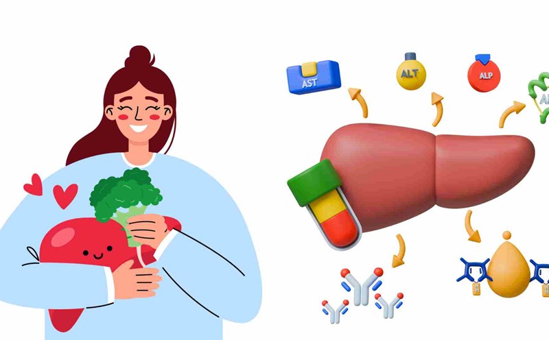 Maintaining some good habits helps enhance liver function. Graphics: Ha May