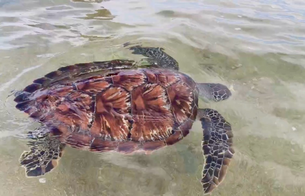 Sea turtle released into the ocean. Photo: Yen Phi