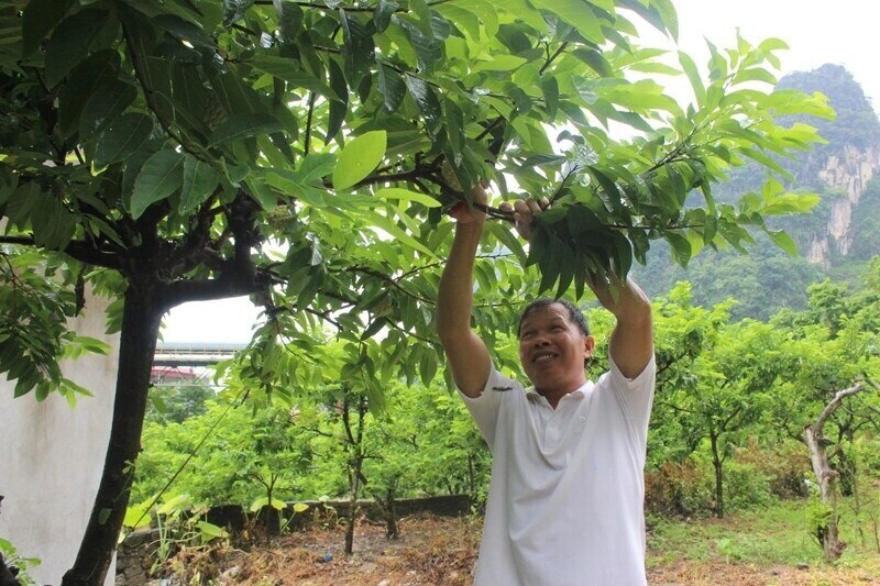 Nong dan Lang Son phan khoi thu hoach na. Anh: Hoang Tinh