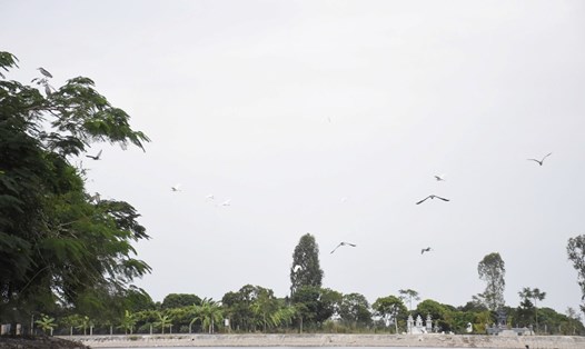 Khu du lịch sinh thái Đảo Cò hấp dẫn với cảnh quan thiên nhiên tươi đẹp và không gian trong lành. Ảnh: Mai Dung