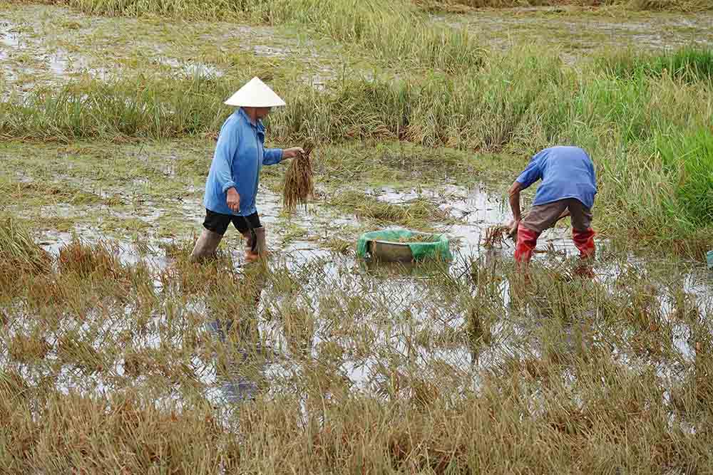 Hai ong ba gia vot vat nhung bong lua chim trong nuoc. Anh: Tran Tuan.
