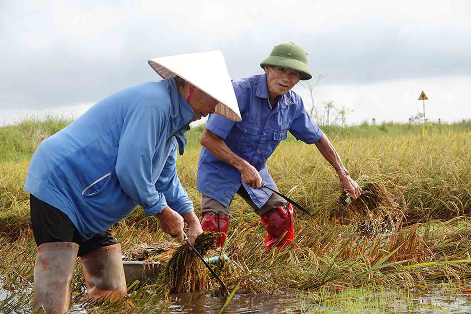 Mrs. Lich and her husband are worried about harvesting rice soaked in floodwaters. Photo: Tran Tuan.