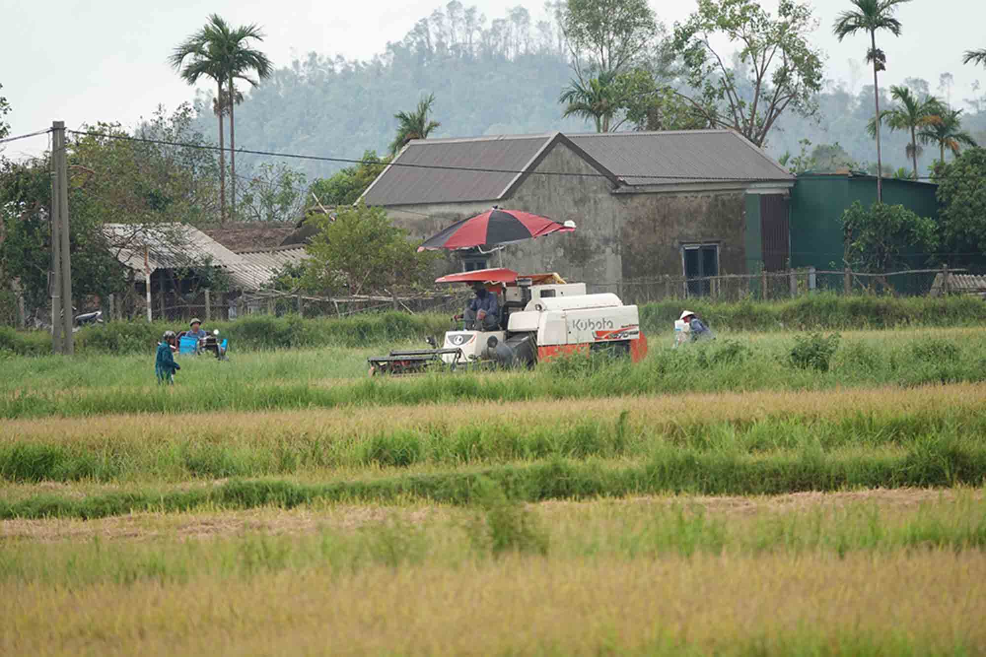 O nhung canh dong nuot lut da rut, nong dan da goi may gat ra de thu hoach . Anh: Tran Tuan.