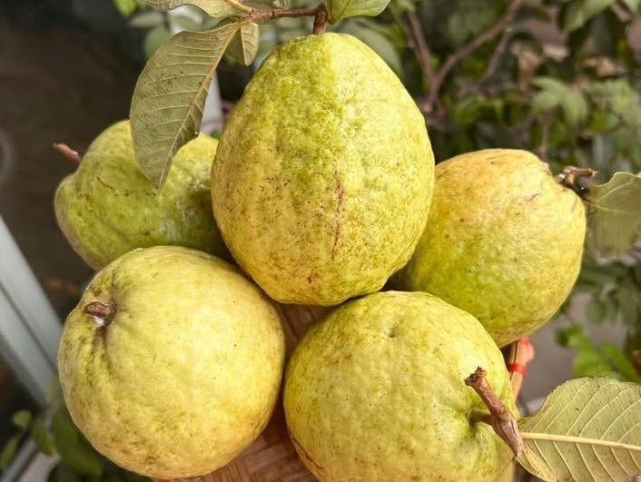 채식주의자는 철분이 풍부한 식품(예: 구아바)과 비타민 C를 결합하여 빈혈을 예방하는 데 기여할 수 있습니다. 사진: 끼에우 부