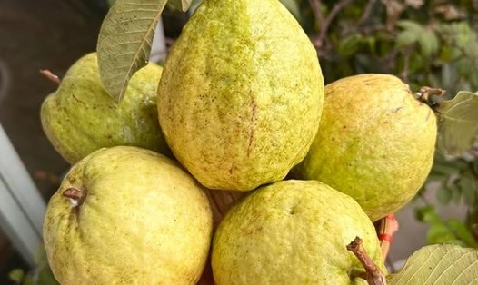 Người ăn chay có thể kết hợp thực phẩm giàu sắt với vitamin C như ổi) để góp phần tránh tình trạng thiếu máu. Ảnh: Kiều Vũ