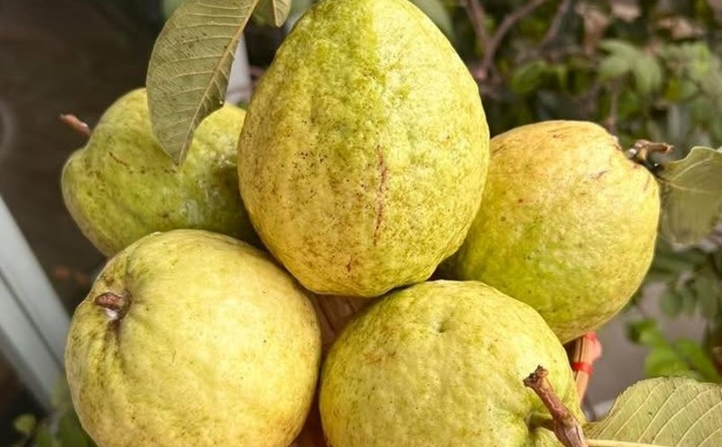 Vegetarians can combine iron-rich foods with vitamin C such as guava) to help prevent anemia. Photo: Kieu Vu