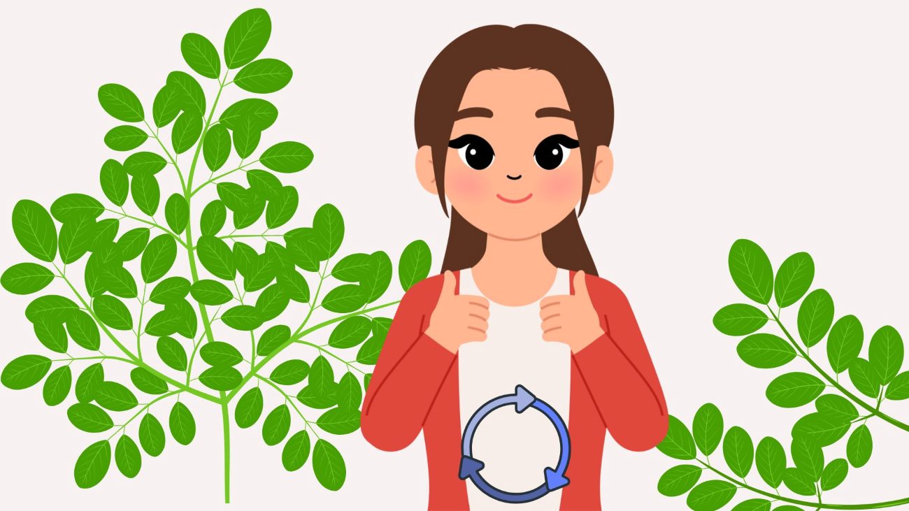Moringa leaves bring many health benefits. Graphics: Thanh Thanh
