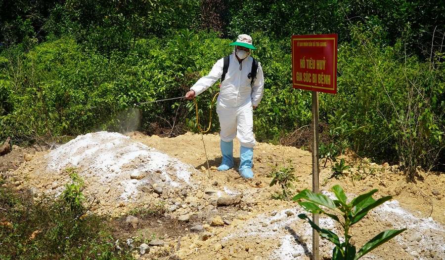 アフリカ豚の流行に見舞われた豚の処分場。写真:Quang Ngai省農業農村開発局