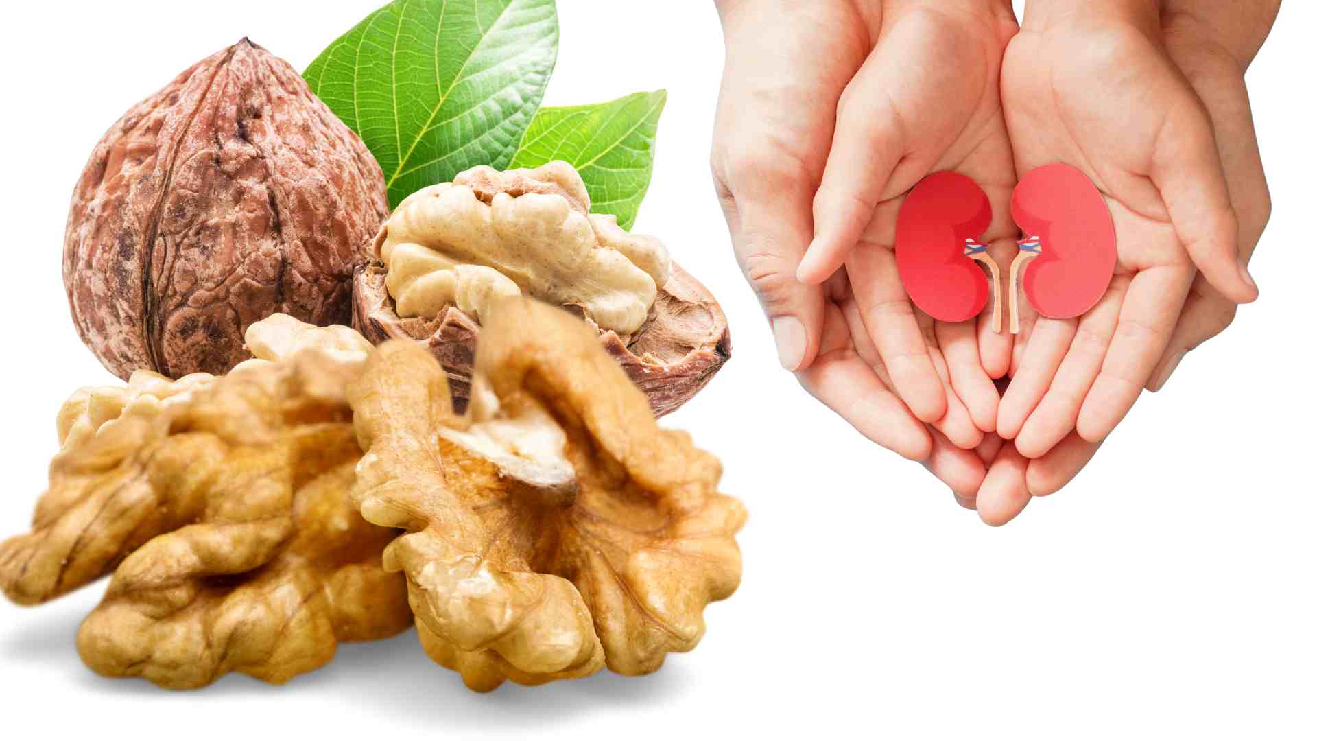 Walnuts are good for the kidneys. Graphics: Ha May