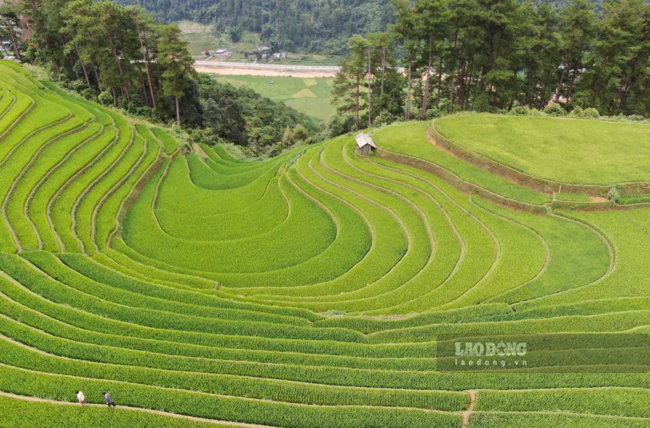 Doi mong ngua la mot trong nhung diem ngam ruong bac thang dep nhat tai tinh Lao Cai. Anh: Van Duc.
