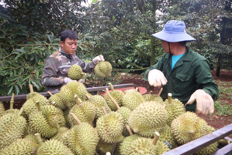 Dak Lak is entering its durian harvest season. Photo: Thanh Quynh