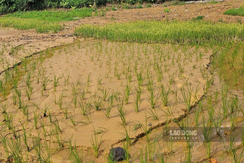 Bùn đất tràn vào đồng ruộng khiến việc canh tác gặp khó. Ảnh: Đặng Vũ.