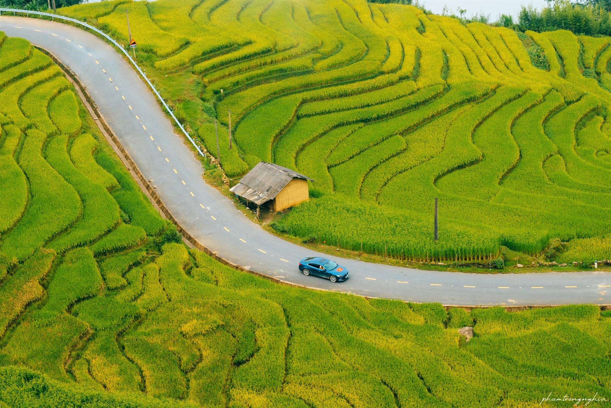 Du lua o Y Ty chin muon hon so voi Sa Pa nhung du khach muon ngam mua lua chin dep va deu thi dung chan chu ma hay len duong ngay.