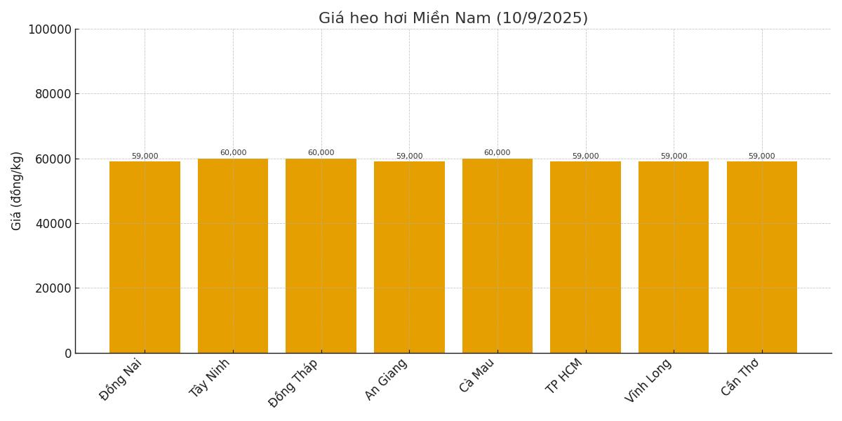 Gia heo hoi hom nay 10.9 tai mien Nam. Do hoa: Thuy Linh.